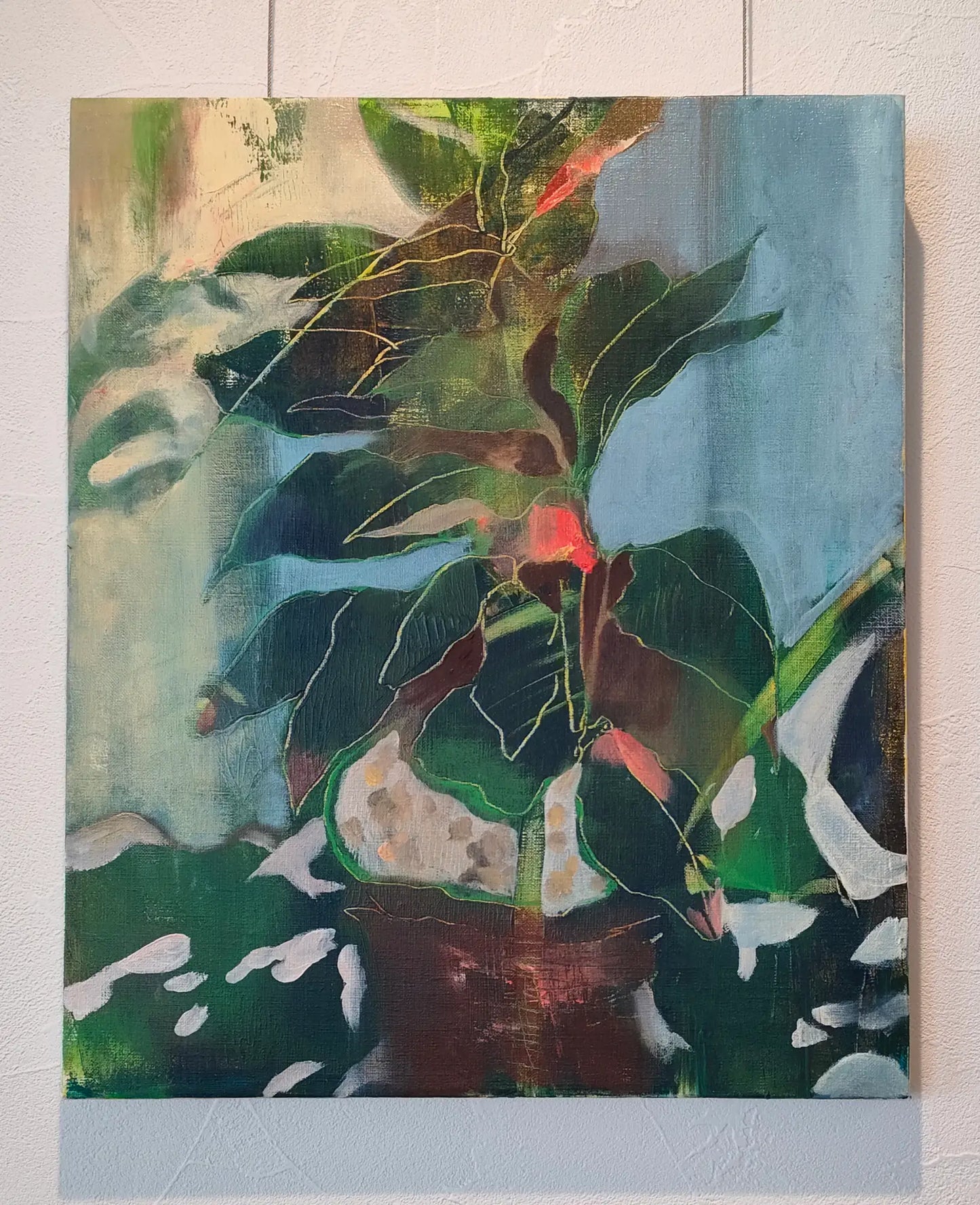 窓辺のコーヒーの木